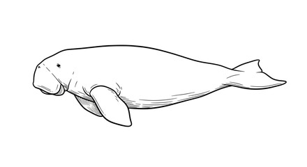 A simple black and white line art sketch depicts a dugong swimming on a white background. © Mz