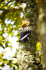 Eurasian hoopoe (Upupa epops) perched on a lichen- and moss-covered tree trunk, displaying its distinctive crest and striking black-and-white wing pattern in natural woodland light. © Vida Lenta
