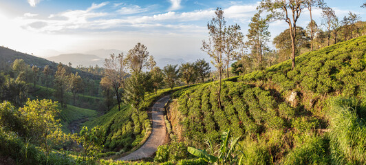 Obraz premium Walking inside Haputale tea platation in Sri Lanka