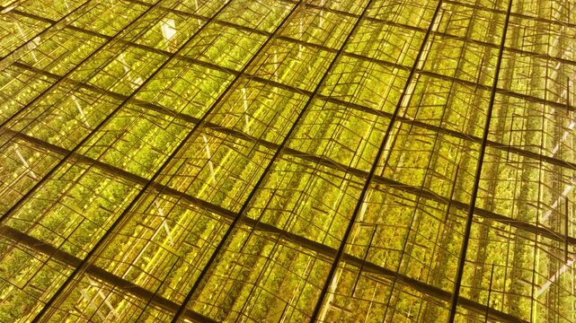 Illuminated greenhouse ceiling with golden lighting and geometric glass grid, revealing rows of plants behind panes, highlighting horticultural architecture and symmetry at night