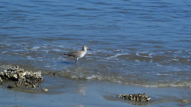 Driftwood Beach on the north end of Jekyll Island, Georgia. A Willet (Tringa semipalmata), a member of the sandpiper family (Scolopacidae)