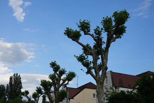 Traditional pollarded trees with unique trimmed branches standing tall against a blue sky with soft white clouds in Ueberlingen, Germany. The green foliage peeks over residential house roofs