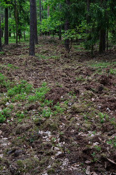 Rozryta ziemia po dzikach. The ground torn up by wild boars.