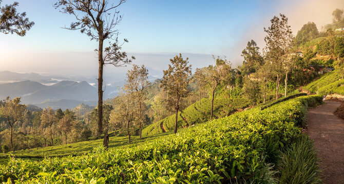 Walking inside tea platation in Haputale, Sri Lanka