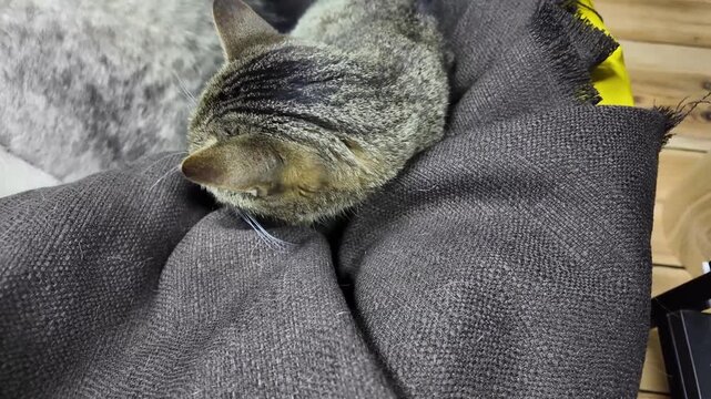 A friendly malamut enjoys time with a curious cat indoors. The two pets explore their surroundings in a relaxed and joyful atmosphere in the living room.