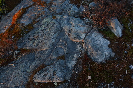 close up of a tree bark