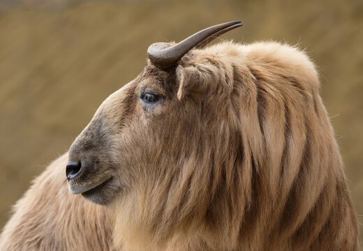 Golden takin