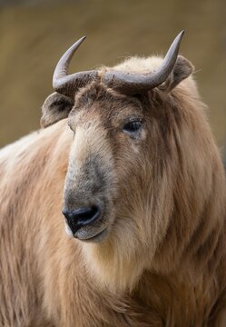 Golden takin