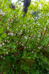 Fototapeta premium Flowering woodland shrub with delicate white bell-shaped blossoms and fresh green foliage, capturing spring growth, natural beauty, and forest tranquility