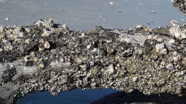 Driftwood Beach on the north end of Jekyll Island, Georgia. Trunk of a fallen tree on the beach at the waterline, colonized by oysters (Crassostrea spp.) and sessile barnacles