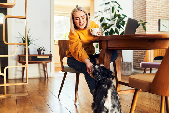 Woman petting her miniature schnauzer at home dining table