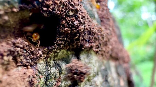 Rare macro footage of multiple termite moving inside an active termite colony. Worker termites surround reproductive termites within a natural nest in a decaying tree trunk.
