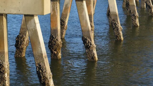 Georgia. The image depicts concrete pilings supporting a pier, heavily encrusted with marine life.