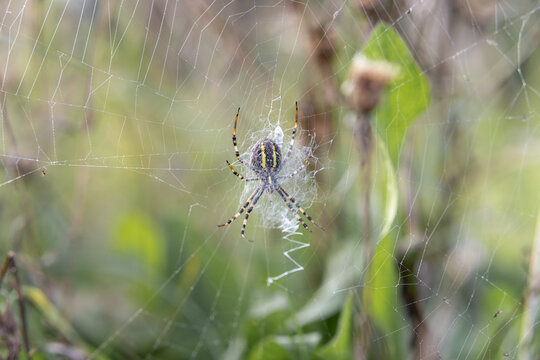 A wasp spider(Argiope bruennichi) hangs in its web&mdash;a view from behind