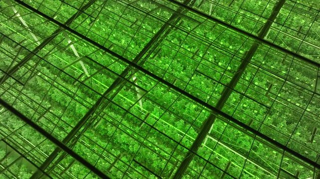 Green-tinted greenhouse ceiling of glass panes forming an intricate geometric grid, reflecting foliage and structural beams, evolving from angled reflections to a uniform lattice.