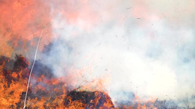 Prairie fire. Grassy-shrubby spaces devour by fire in dry season. Climate change leads to increased droughts, mass destruction. Onslaught of fire, scorching air, ashes flying into sky, burnt hummocks