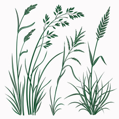 Naklejka premium Set of hand drawn green meadow grasses and cereal crops botanical illustration with botanical