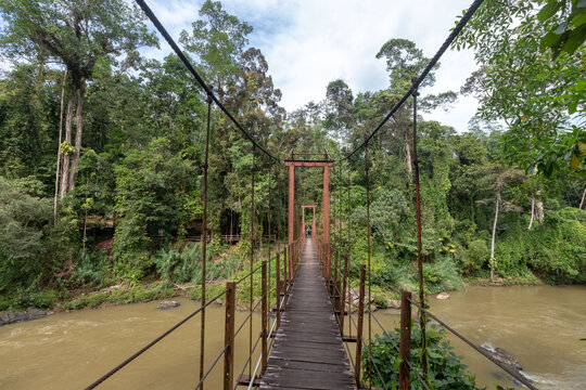 Bridge in sinharaja rain forest in Sri Lanka