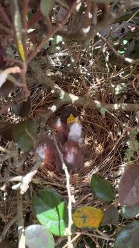 Mockingbird chicks eyes closed in a nest in shrub