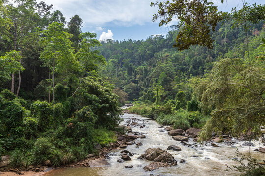 River in sinharaja rain forest in Sri Lanka