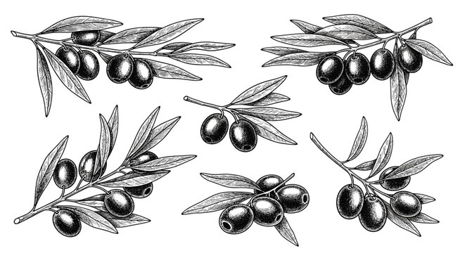 Set of highly detailed black and white vintage style sketches of olive branches with fruit and leaves for Mediterranean theme.