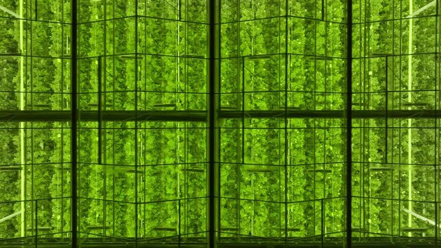Symmetrical view of a high-tech vertical farming greenhouse filled with lush hydroponic racks of leafy greens under LED grow lights, showcasing controlled environment agriculture