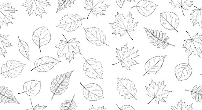 Beautiful seamless pattern of various tree leaves including maple and birch in a delicate black and white line art sketch style.