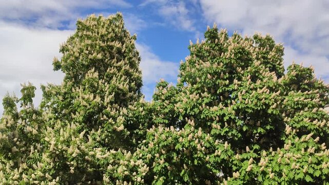 Horse chestnut blossoms covering tree branches.