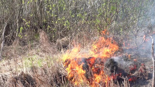 Prairie fire. Grassy-shrubby spaces devour by fire in dry season. Climate change leads to increased droughts and anthropogenic impact, mass destruction. Young grass, flowering willows burning in fire.