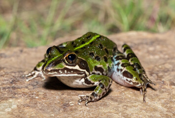 Obraz premium A beautiful common river frog (Amietia delalandii), also known as drakensberg river frog, or sani pass frog. A species of southern African river frog