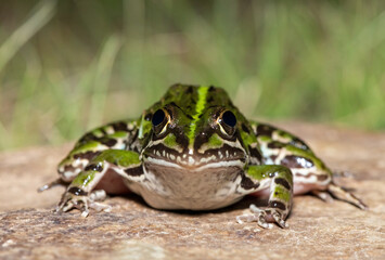 Obraz premium A beautiful common river frog (Amietia delalandii), also known as drakensberg river frog, or sani pass frog. A species of southern African river frog