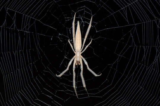 A beautiful Hewitt's Grass Orb-web Spider (Mahembea hewitti) in the centre of its web at the edge of a small dam, KwaZulu-Natal, South Africa