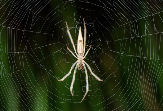 A beautiful Hewitt's Grass Orb-web Spider (Mahembea hewitti) in the centre of its web at the edge of a small dam, KwaZulu-Natal, South Africa