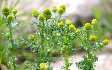 Fototapeta premium Pineapple weed (Matricaria discoidea) grows in nature