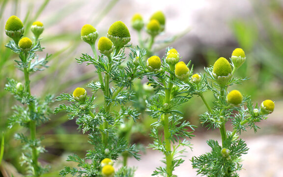 Pineapple weed (Matricaria discoidea) grows in nature