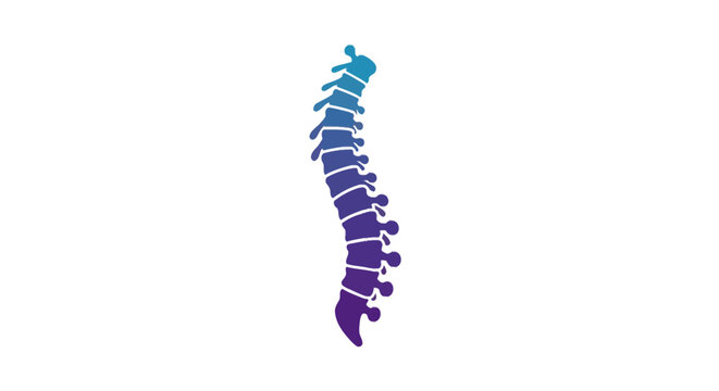 Spine Vertebrae Column Anatomy Model.
