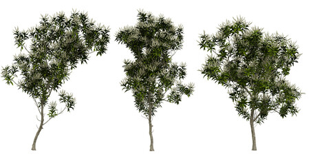 Trees Isolated on PNGs Transparent Background, Realistic Flowering Tree Collection © Uvindu