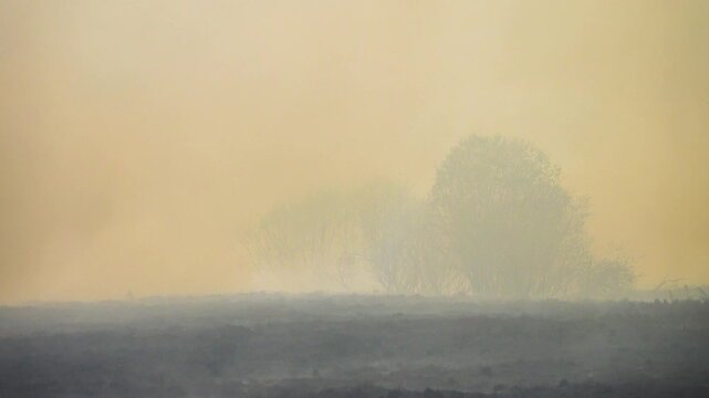 Prairie fire. Grassy-shrubby spaces engulfed by fire in dry season. Climate change leads to increased droughts and anthropogenic impact, mass destruction. Conflagration, everything drowning in smoke