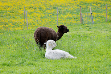 Naklejka premium Two alpaca livestock animals on grass pasture with buttercup flowers blooming during Spring Summer. Farmleigh Farm, Dublin, Ireland