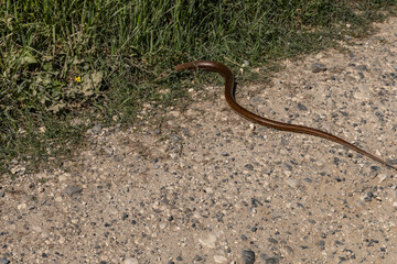 Fototapeta premium Wild Snake Crossing Rural Gravel Road in Natural Habitat, Croatia