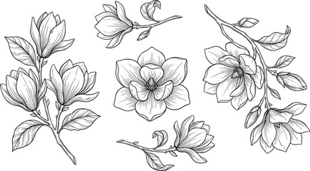 Hand drawn botanical line art vector illustration set of blooming magnolia flowers and branches on white background © MDMizanur