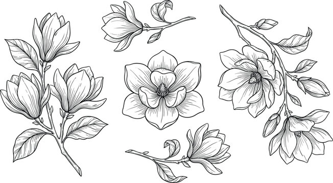 Hand drawn botanical line art vector illustration set of blooming magnolia flowers and branches on white background