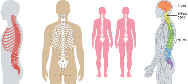 Human anatomy vector illustration set featuring skeletal structure, spine, brain, and central nervous system for medical educational design
