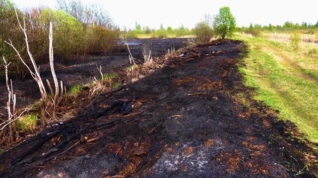 Prairie fire. Grassy-shrubby spaces devour by fire in dry season. Climate change leads to increased droughts and anthropogenic impact, mass destruction. Muddy road stopped fire, but ditches are dry.