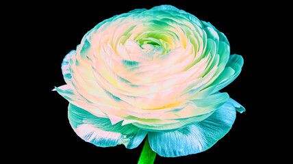 A mesmerizing, high-resolution macro shot of a single pale, ethereal ranunculus with soft light-blue and cream tones on black. © AHMED BADAWY