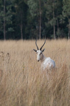 White blesbok in a dry grassland