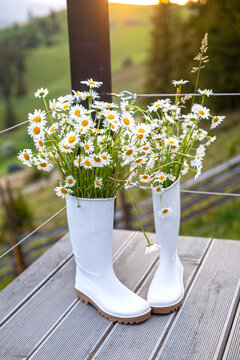 White rain boots filled with fresh daisies. Fresh white daisies arranged in rain boots on a wooden terrace with a sunny countryside landscape in the background.