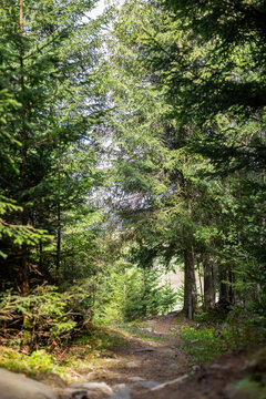 Peaceful forest path through evergreen trees. Narrow dirt trail winds through a lush evergreen forest with soft sunlight, rocks, and natural woodland scenery.