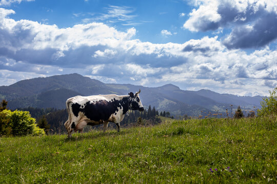 Cow grazing in mountain meadow landscape. Black and white cow grazing on a green alpine meadow with forested mountains and dramatic cloudy sky in the background.