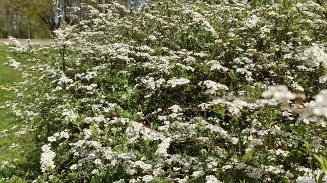 Flowering spirea shrub covered with delicate blossoms, creating a soft ornamental landscape scene.